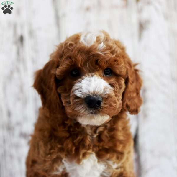 Elmo, Mini Goldendoodle Puppy